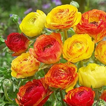 Amazon.com : 25 Ranunculus Bulbs for Fall Planting